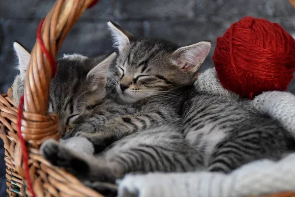Gatinhos abraçados em uma cesta de madeira — Fotografia de Stock