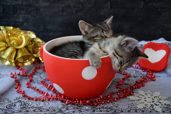 sleepy kittens in the holiday atmosphere