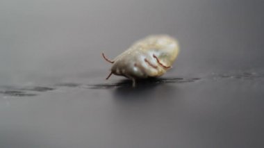 Kene hareket yakın çekim 