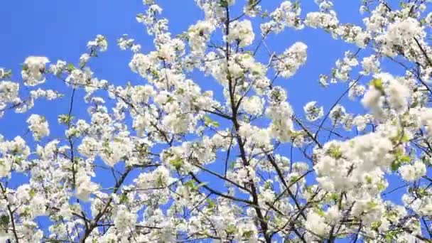 Mezcla de 3 disparos árbol de flor de cerezo — Vídeo de stock