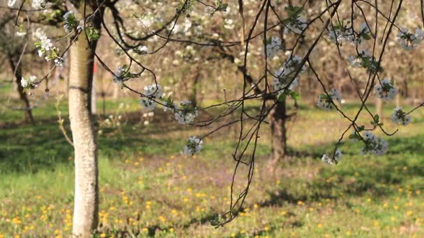 Мікс з трьох пострілів вишневого квітучого дерева — стокове відео