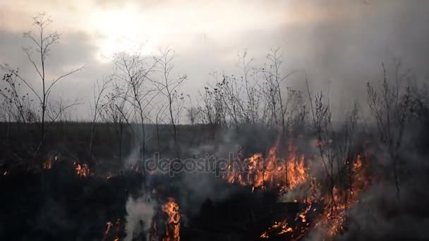 Неконтрольований вогонь у полі — стокове відео