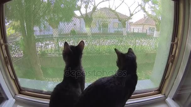 Cat watching mowing the lawn,three shots — Stock Video