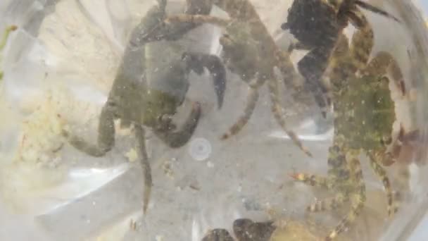 Crabi mici în apă — Videoclip de stoc