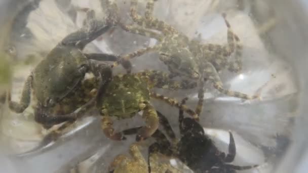 Small crab in the water — Stock Video