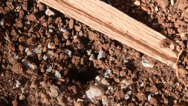 Великі чорні мурахи виходять з землі — стокове відео