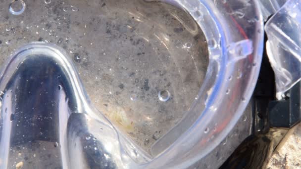 Pequeño, bebé caracol de mar, Aplysia seahare en máscara de buceo — Vídeo de stock