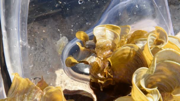 小，小海蜗牛，海兔 seahare 在潜水面罩 — 图库视频影像