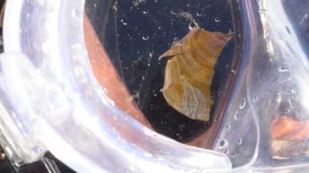 Pequeño, bebé caracol de mar, Aplysia seahare en máscara de buceo — Vídeos de Stock