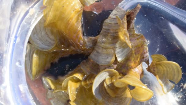 Маленькая морская улитка, Aplysia seahare в водолазной маске — стоковое видео
