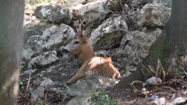 Masticar ciervos en su hábitat natural — Vídeo de stock
