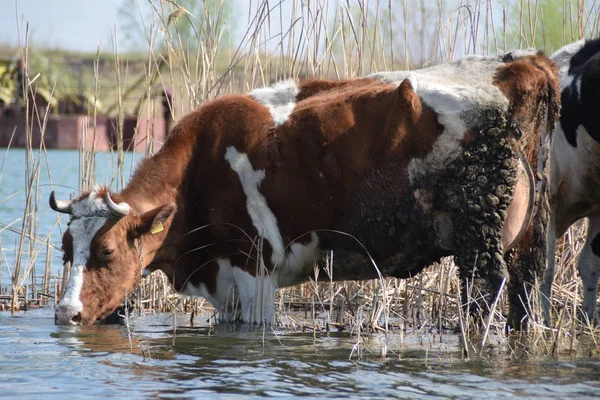 Vaca marrón y blanca en el abrevadero rodeada de juncos, con un barco de dragado de arena trabajando en el fondo — Foto de Stock