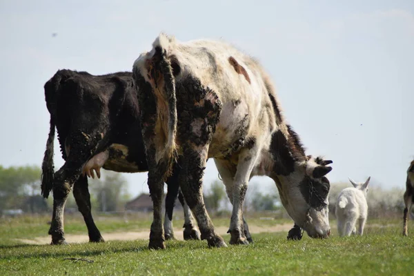 Vacas y cabras pastando de cerca — Foto de Stock