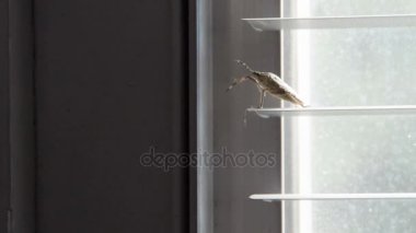 pis böcek temiz pencere kör (pentatomoidea tür bu antenler)