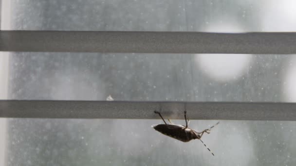 Ondersteboven hilare schoon zijn antennes op venster blind (pentatomoidea soorten) — Stockvideo