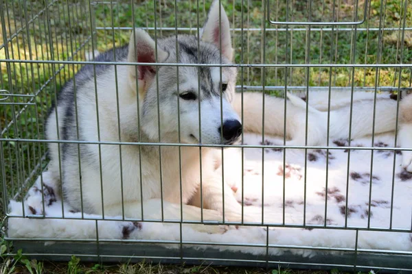 Jeune chien husky dans une cage — Photo