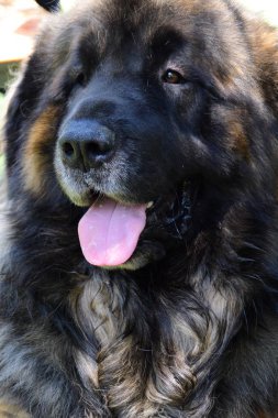 güzel Leonberger whit, dilini, portre
