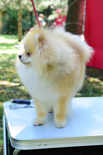 Pomeranian spitz. Dekorativa hundras. Pom pom — Stockfoto