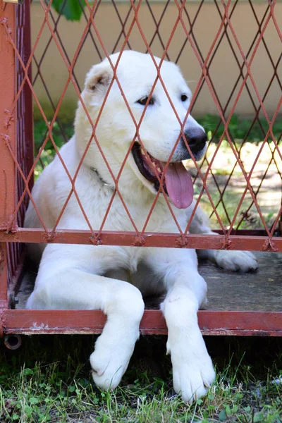 Junger erwachsener asiatischer Schäferhund liegt mit herausgestreckter Zunge im Käfig — Stockfoto