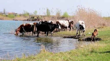 İnek Sürüsü yeşil çim ve sazlık, arka planda göl kum ayıklar bir makine ile çevrili olan sulama delik üzerinde