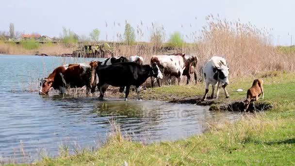 Rebaño de vacas en el abrevadero rodeado de hierba verde y cañas, con una máquina que extrae arena del lago en el fondo — Vídeo de stock