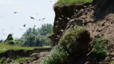 kumlu kayalıklardan yakınındaki nehir, kum-martin-uçuş Flock doğal yaşam alanı