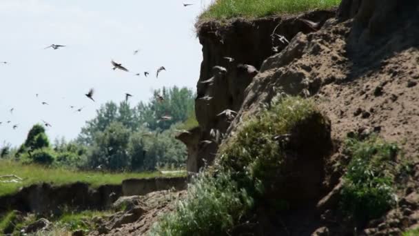 砂の崖付近の川、砂マーティン飛行の群れの自然の生息地 — ストック動画