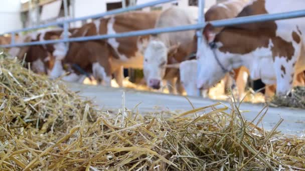 Hooi en koeien die eten in de schuur — Stockvideo