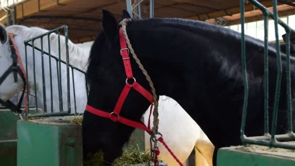 Два выстрела двух чистокровных лошадей в сарае, поедающих — стоковое видео