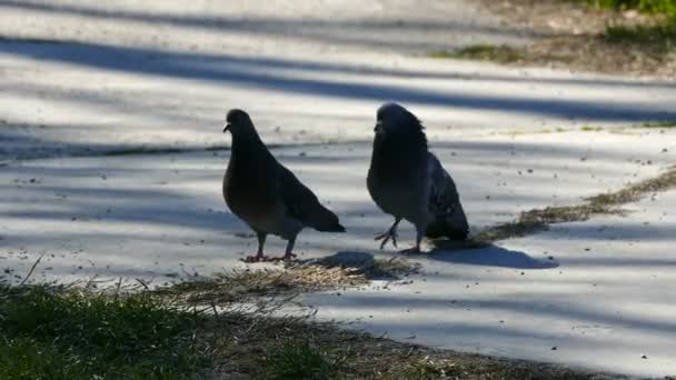 Le rituel de la parade nuptiale deux pigeons dans la saison de reproduction — Video