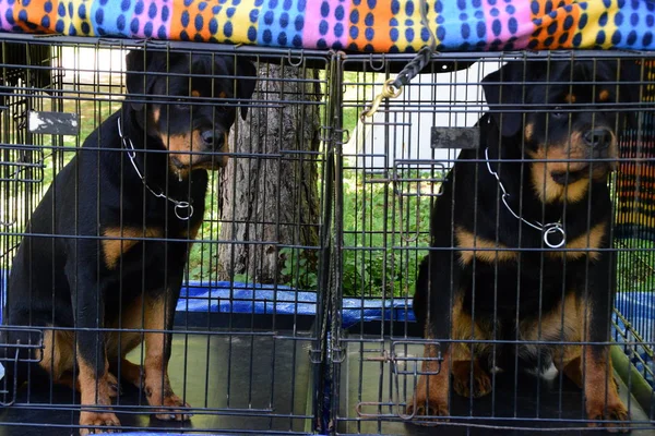 Two Purebred Rottweiler dog in cage — Stock Photo, Image