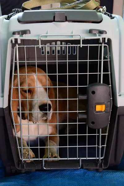 Beagle dog in carrier for dogs