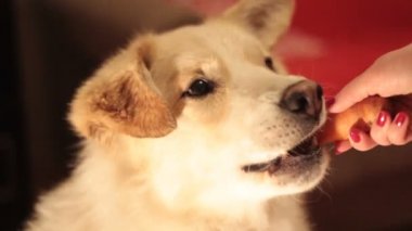 Dikkatle gıda (havuç) elinden alarak köpek