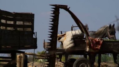 bir karavanda yemek için çöplük sıkıntısı çeken at