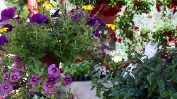 Pétunias violets en fleurs dans le pot suspendu et pétunias sur le sol — Video