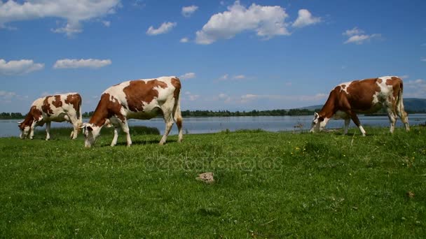 Tres vacas marrones y blancas pastando cerca del agua en un día soleado — Vídeos de Stock