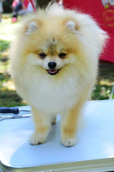 Spitz da Pomerânia. raça cão decorativo. pom pom — Fotografia de Stock