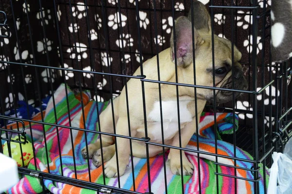 onun favori battaniye tarafından çevrili bir kafes içinde genç Fransız buldozer