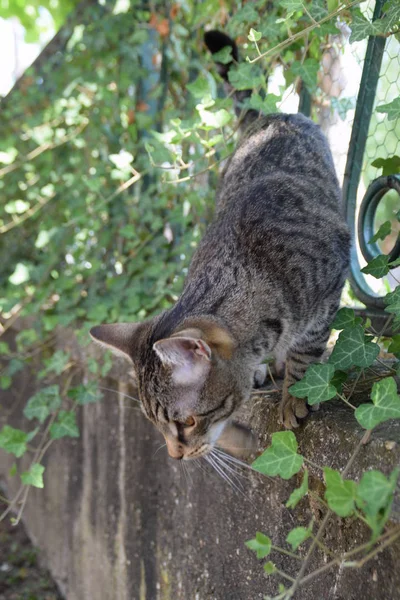 Tijger kat loopt op een hek bedekt met klimplant plant — Stockfoto