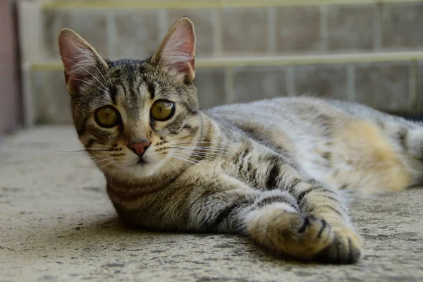 Porträtt av en tiger katt med gula ögon liggande på ett betonggolv, katt på vänster sida av foto — Stockfoto