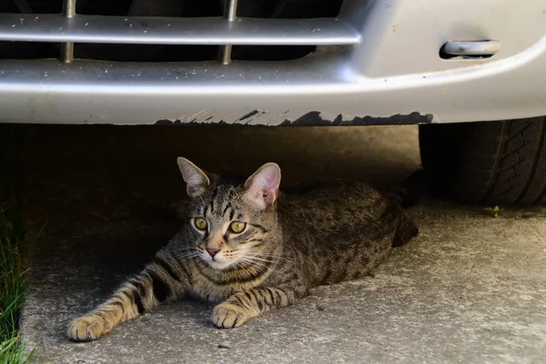 Portrait of a lying tiger cat with yellow eyes, cat on the right side of photo — Stock Photo, Image