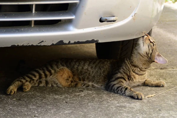 Tijger kat onder de auto liggen en is ze — Stockfoto