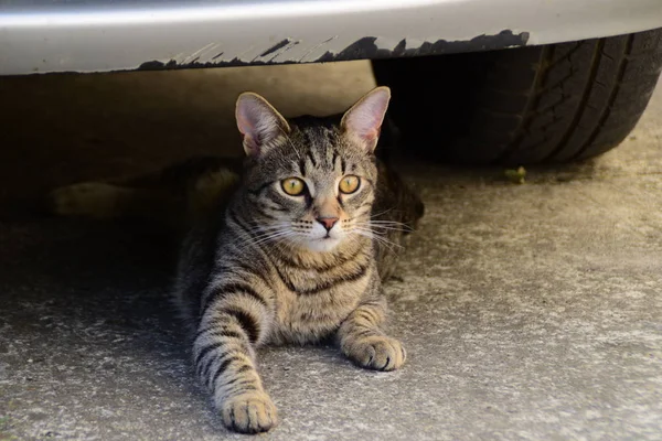 Potret kucing harimau dengan mata kuning tergeletak di bawah mobil, kucing di sisi kiri foto — Stok Foto