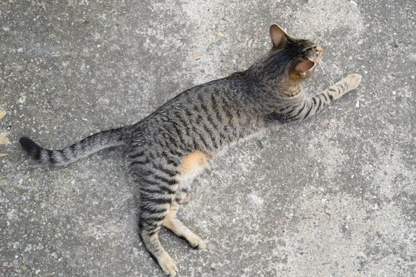 Tijger kat liggend op een betonnen vloer, van bovenaf — Stockfoto