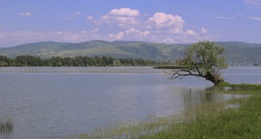 Deniz kenarında güzel ağaç