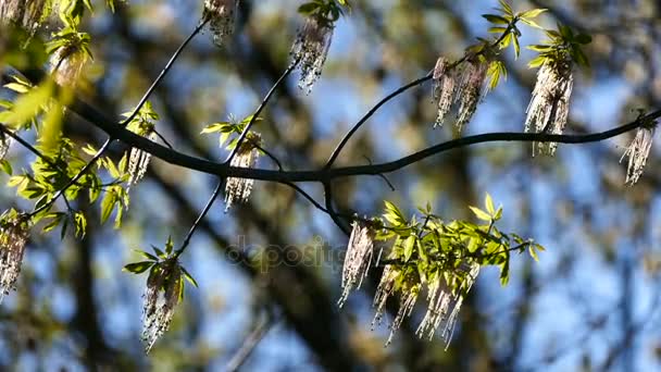 Zweige der blühenden Weide, flatternd im Wind, zwei Schüsse — Stockvideo