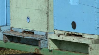 Mix 4 çekim arı ve arı kovanı mera üzerinde satırı