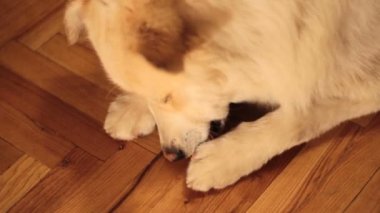 En sevdiği yemek içinde sevimli beyaz köpek zevk havuç