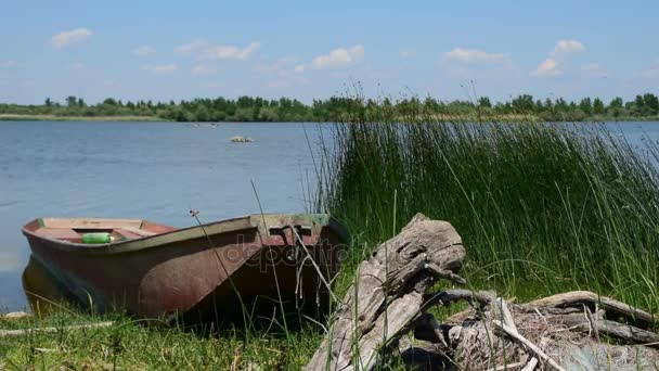 De boot door het water in natuurgebied — Stockvideo