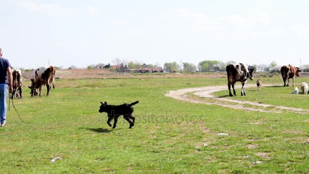 Gardien avec des chiens qui élèvent le troupeau de vaches — Video